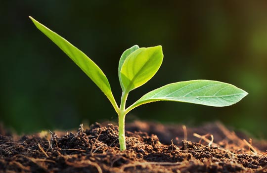 Sustainability